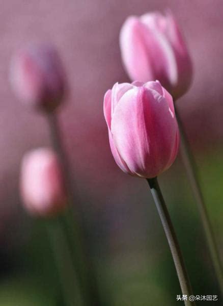 鬱金香花語顏色|鬱金香花語